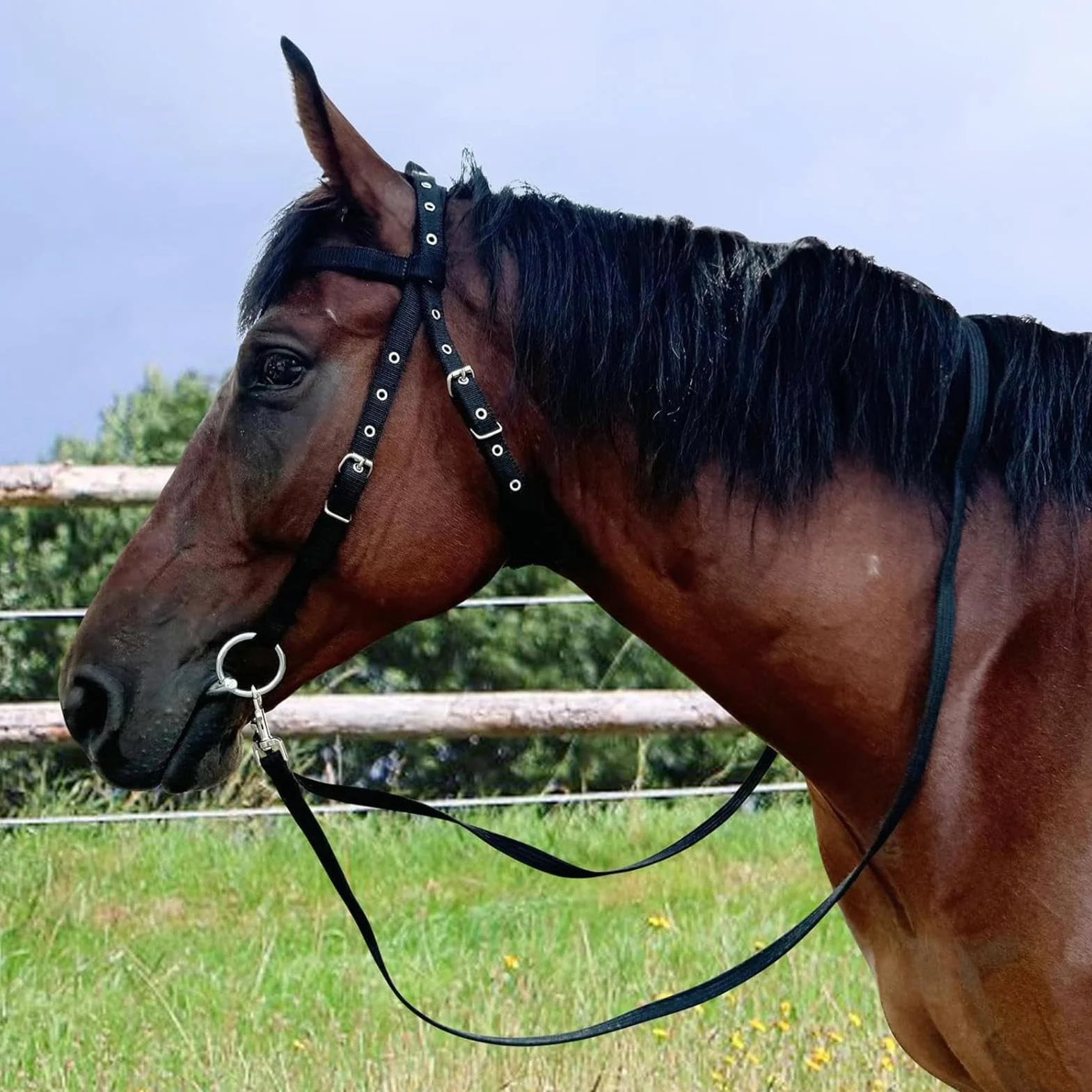 Generisch Soporte para caballos y cuerda de plomo – 3 hebillas ajustables espesan soporte plano para el entrenamiento, entrenamiento de equitación y soportes líderes