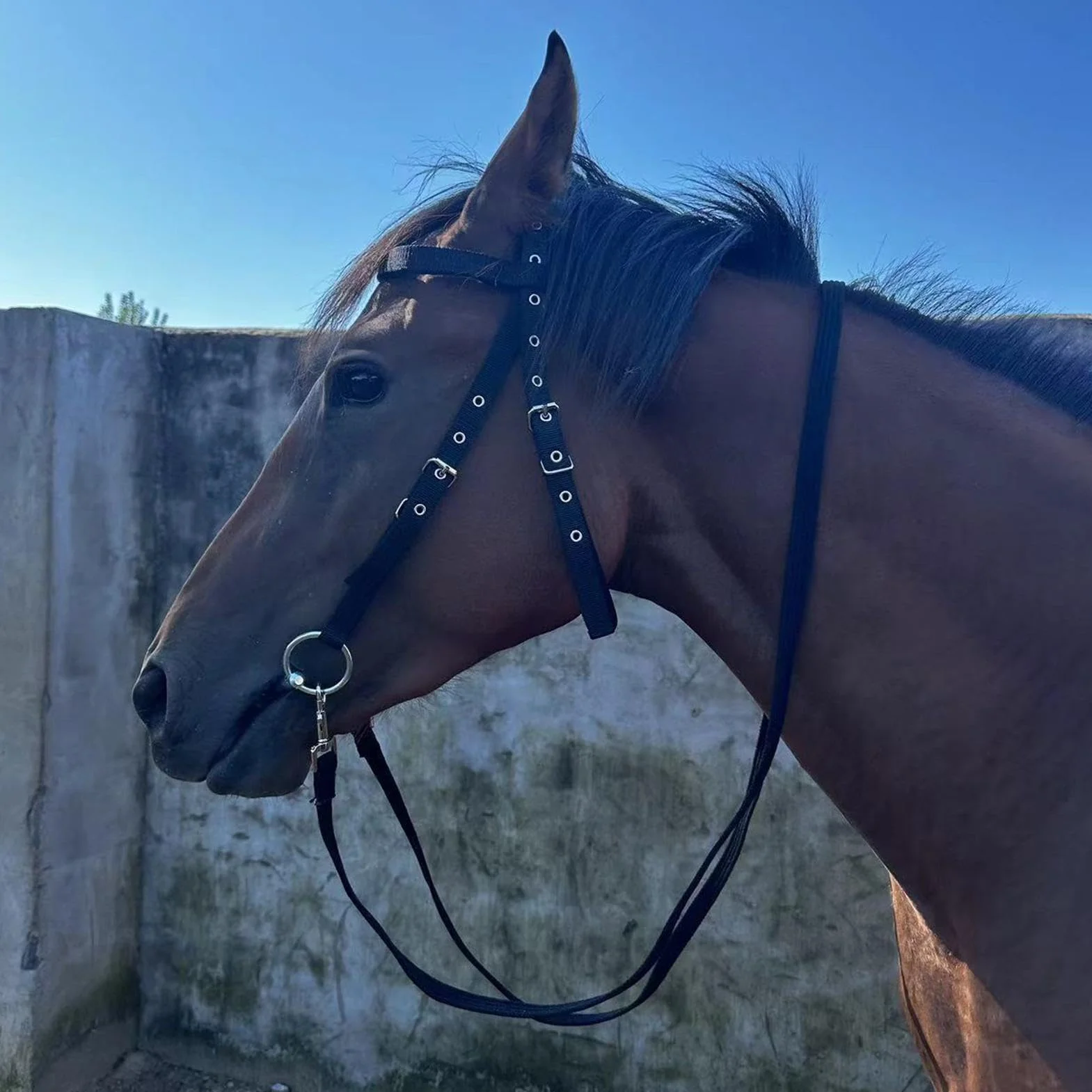 Generisch Soporte para caballos y cuerda de plomo – 3 hebillas ajustables espesan soporte plano para el entrenamiento, entrenamiento de equitación y soportes líderes