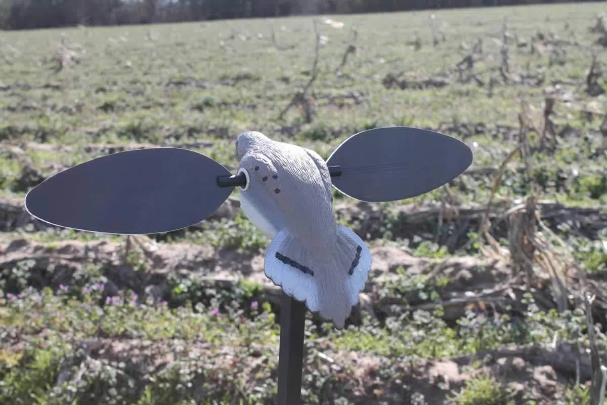 Mojo Outdoor Dove Decoys for Dove Hunting