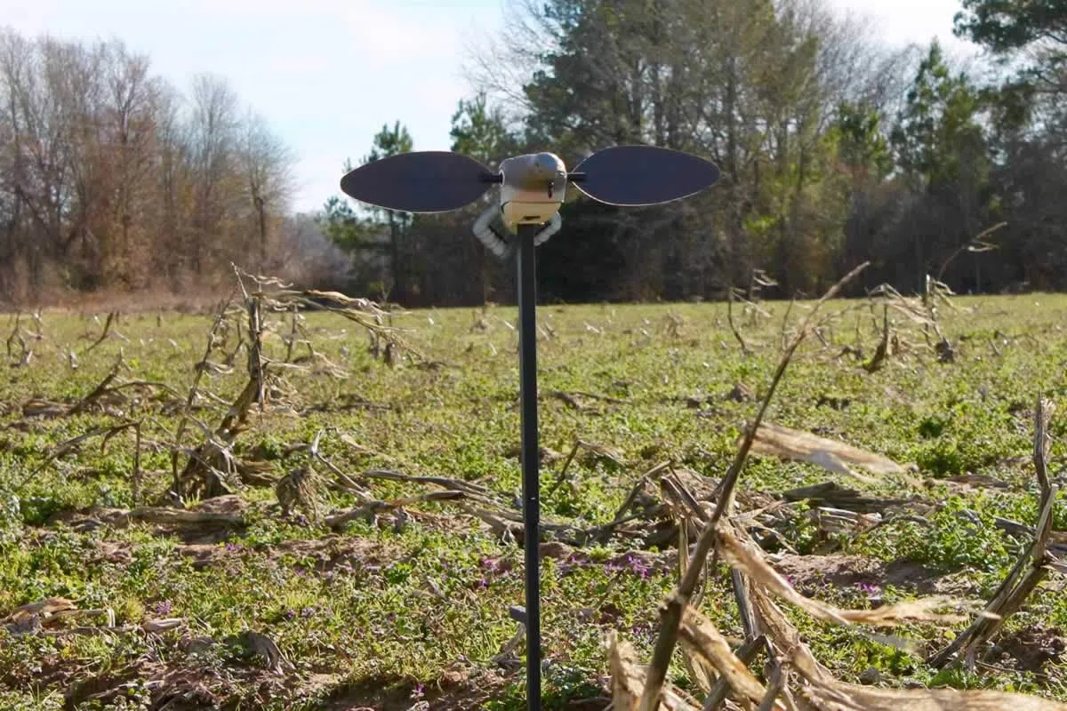 Mojo Outdoor Dove Decoys for Dove Hunting